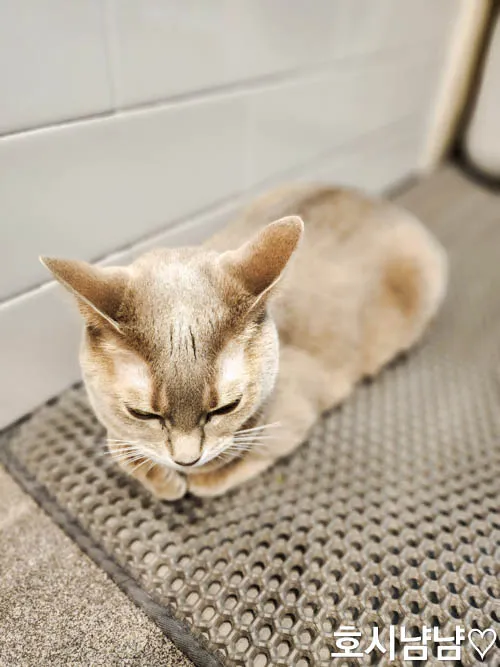 하남 냥이툰 고양이 포니 실물 모습