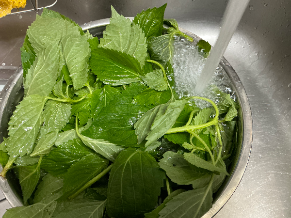어린 깨잎 물에 헹구는 사진