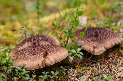 능이버섯 효능 효과 및 가격&amp;#44; 주의점