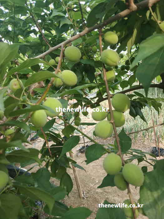 매실 효능 부작용 주의사항 자연 독성 물질