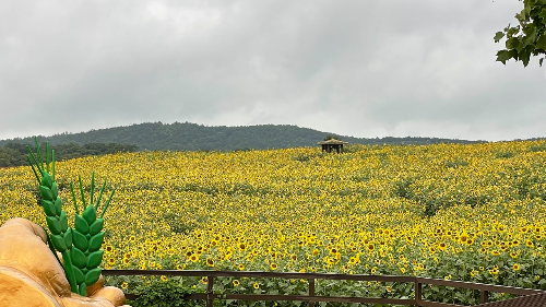 고창학원농장12
