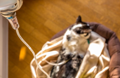 링거를 맞는 고양이.