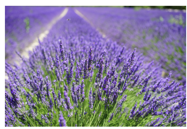 라벤더 (Lavender) - 향기로 마음을 치유하는 허브, 불면증 완화에도 효과적