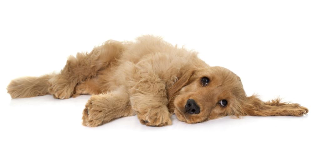 반려견 방귀관련 사진