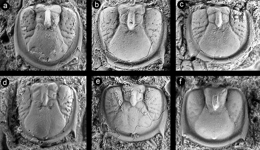 세우도악노스투스 화석