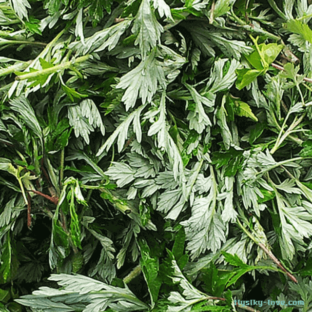 여성건강에 효과적인 쑥