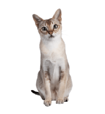 싱가푸라-고양이