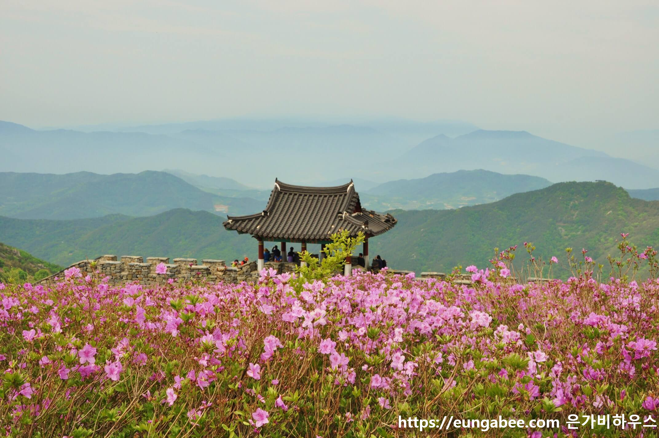 산청 황매산 철쭉