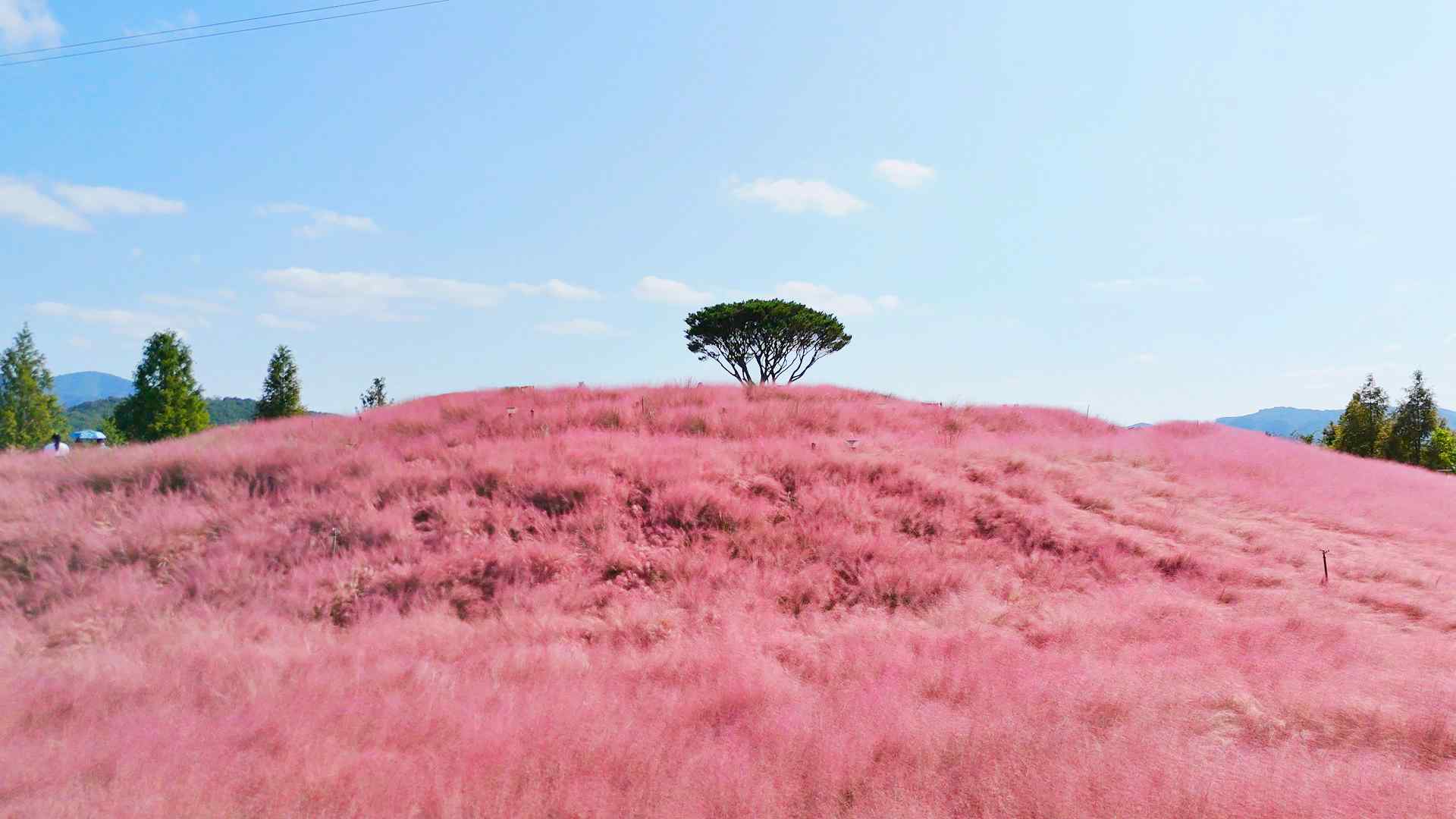 신소양체육공원 핑크뮬리