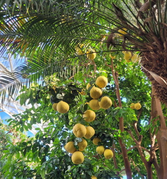 6시내고향 포멜로 효능과 부작용