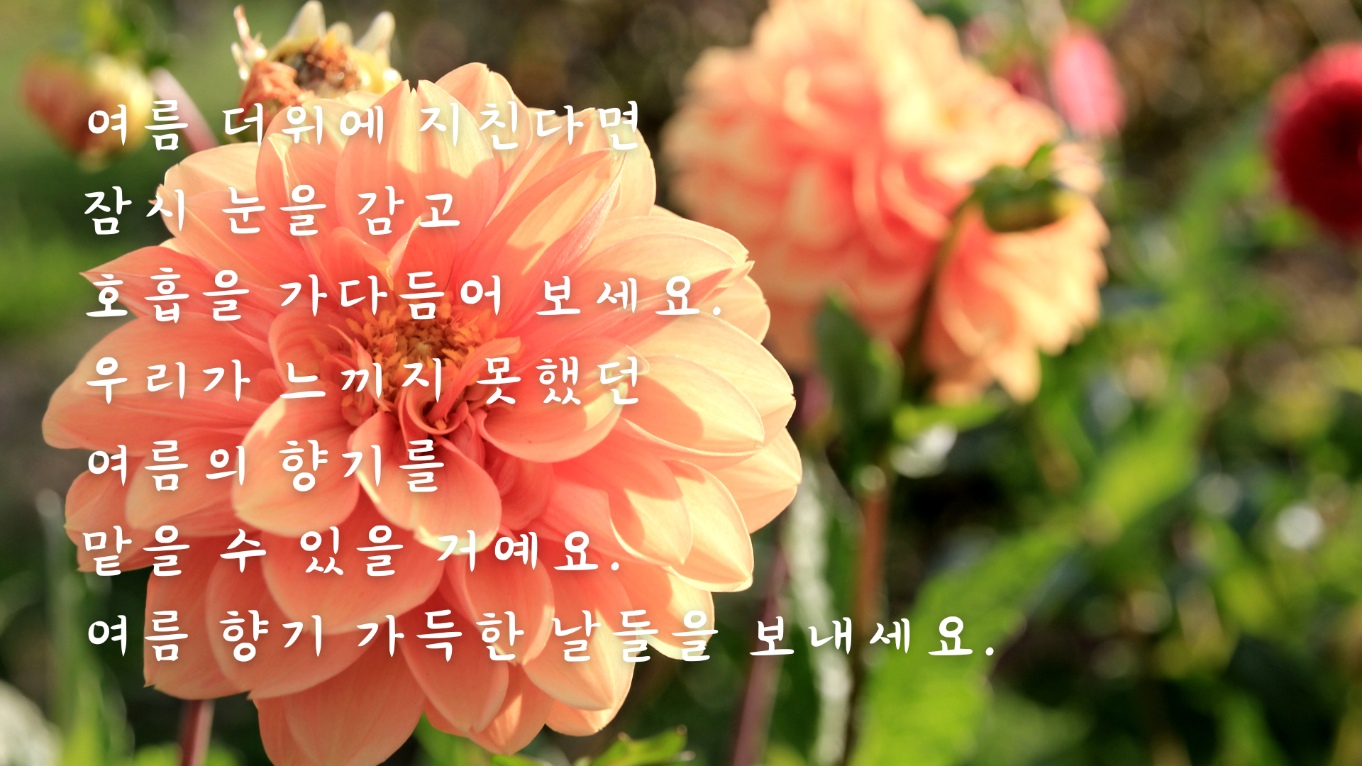 여름철 인사말 문구 안부 메세지 이미지