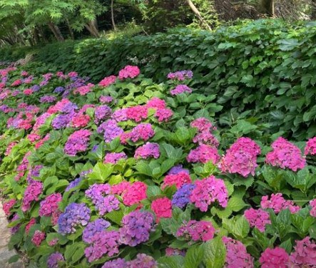 화담숲 수국 축제