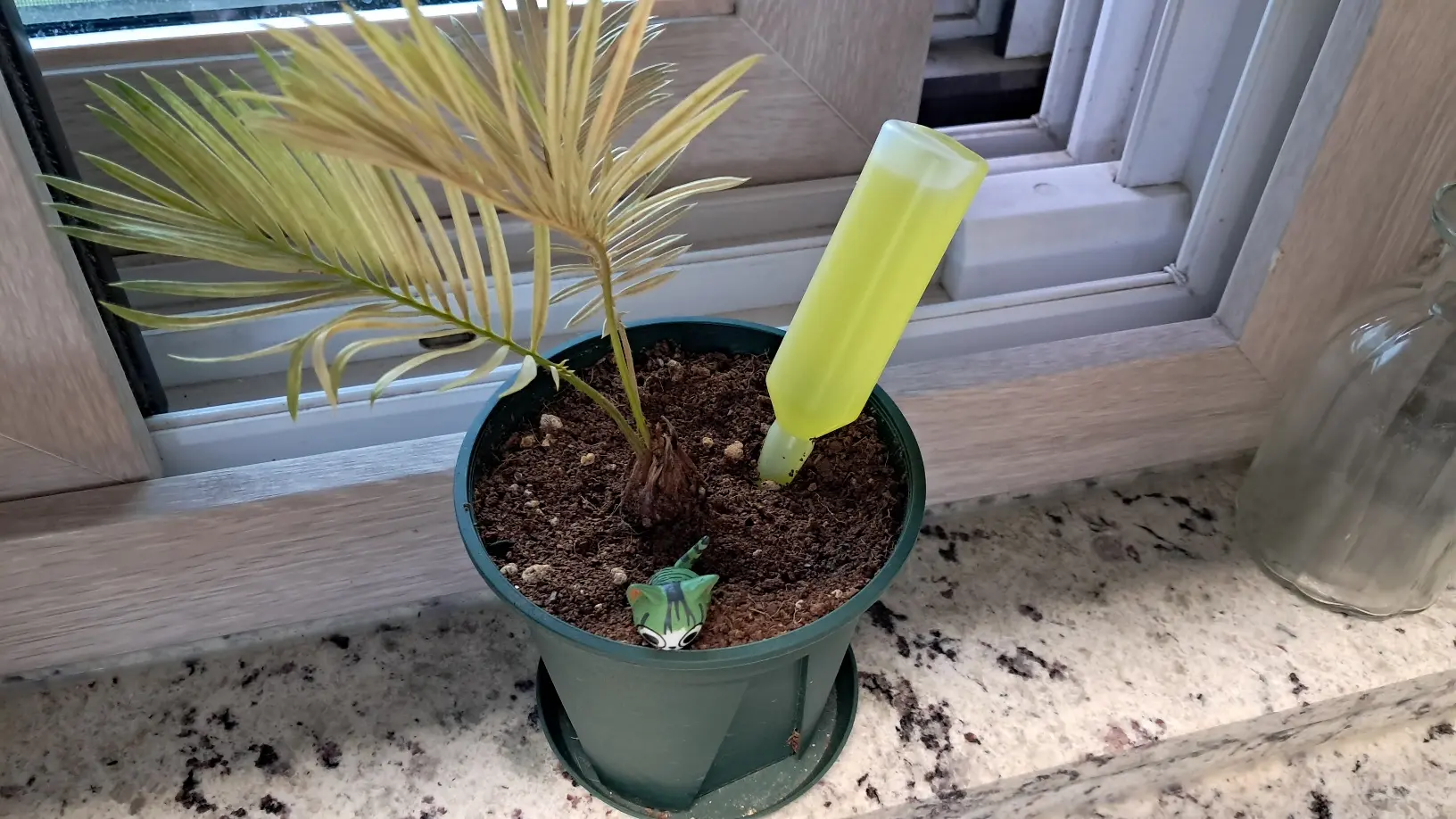 노랗게 변한 소철 영양제 주기