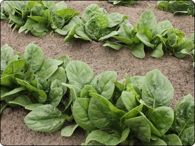 글루타치온 많이든 음식