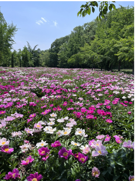 영천 작약꽃 축제