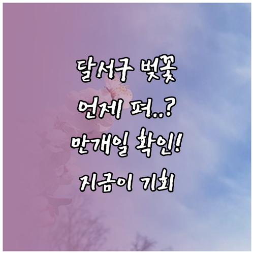 대구 달서구 벚꽃 개화 예상일과 만개..