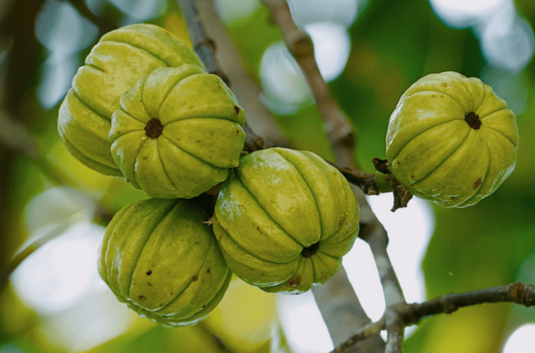 가르시니아 효과