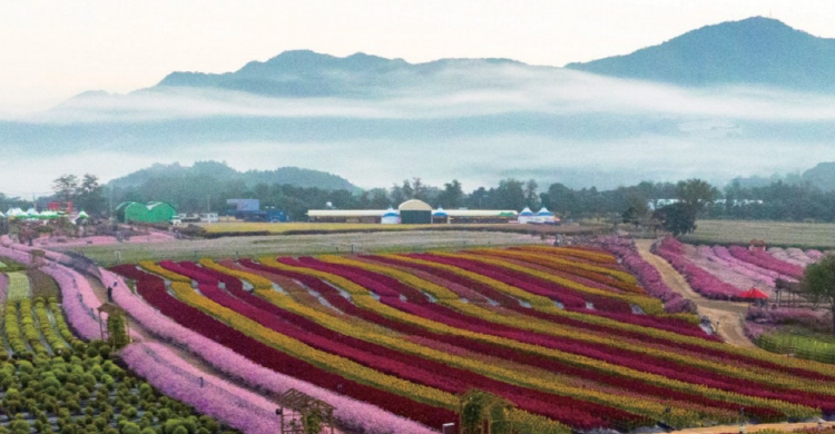 철원 고석정 꽃밭축제