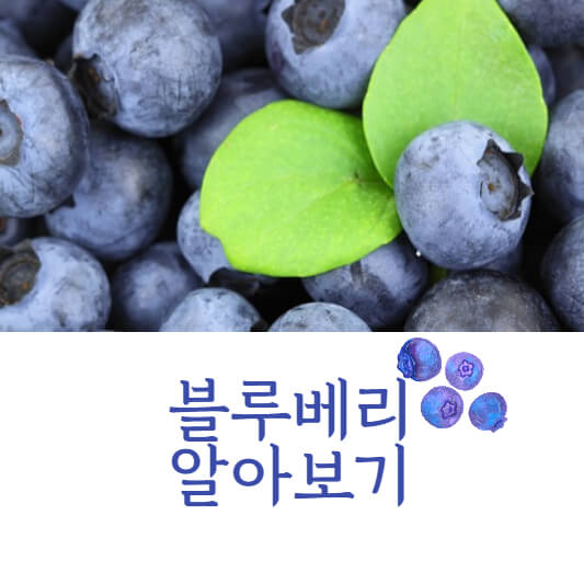 블루베리