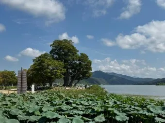 양평 가볼만한곳 베스트10 두물머리 연잎핫도그_9