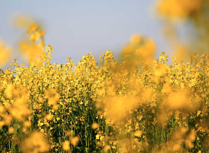 2025 구리 유채꽃축제