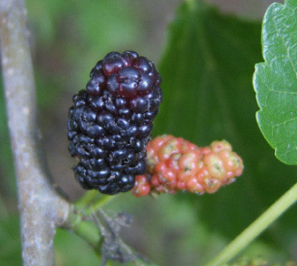 복분자 효능 부작용 고르는법 먹는법
