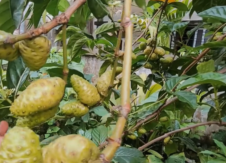 노니 효능 부작용