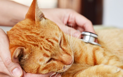 진찰받는 고양이.