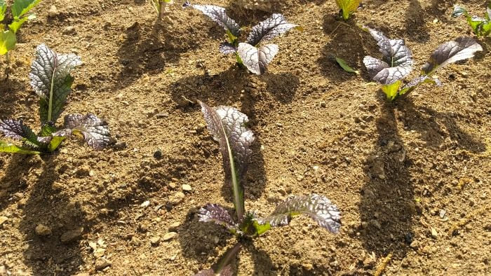 겨자채-적겨자-청겨자-재배-파종시기-파종방법-모종-심는시기-수확시기