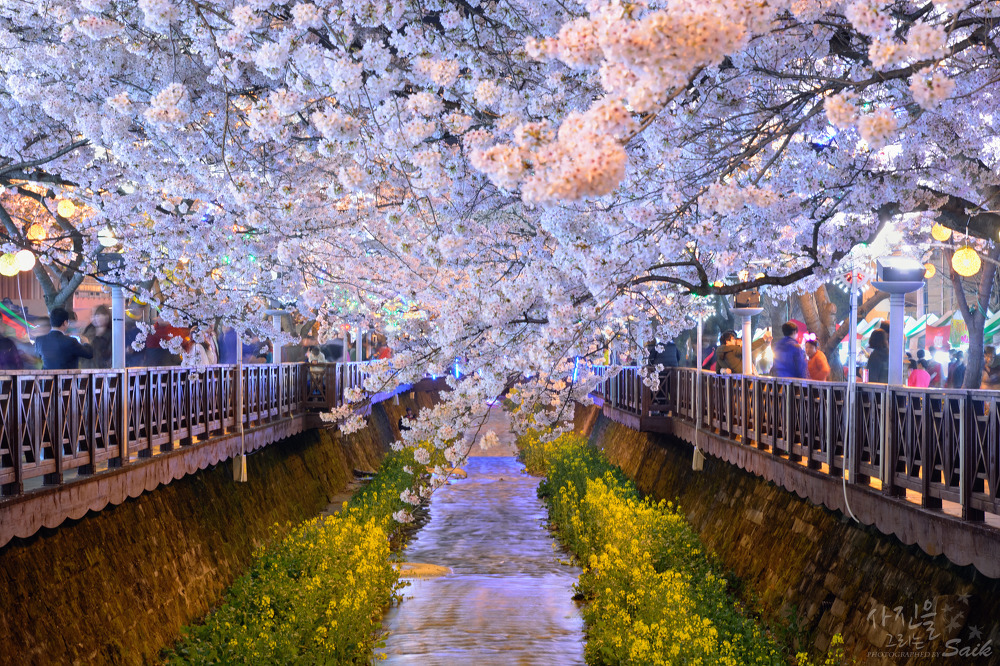 대구 벚꽃 명소 보러 가기