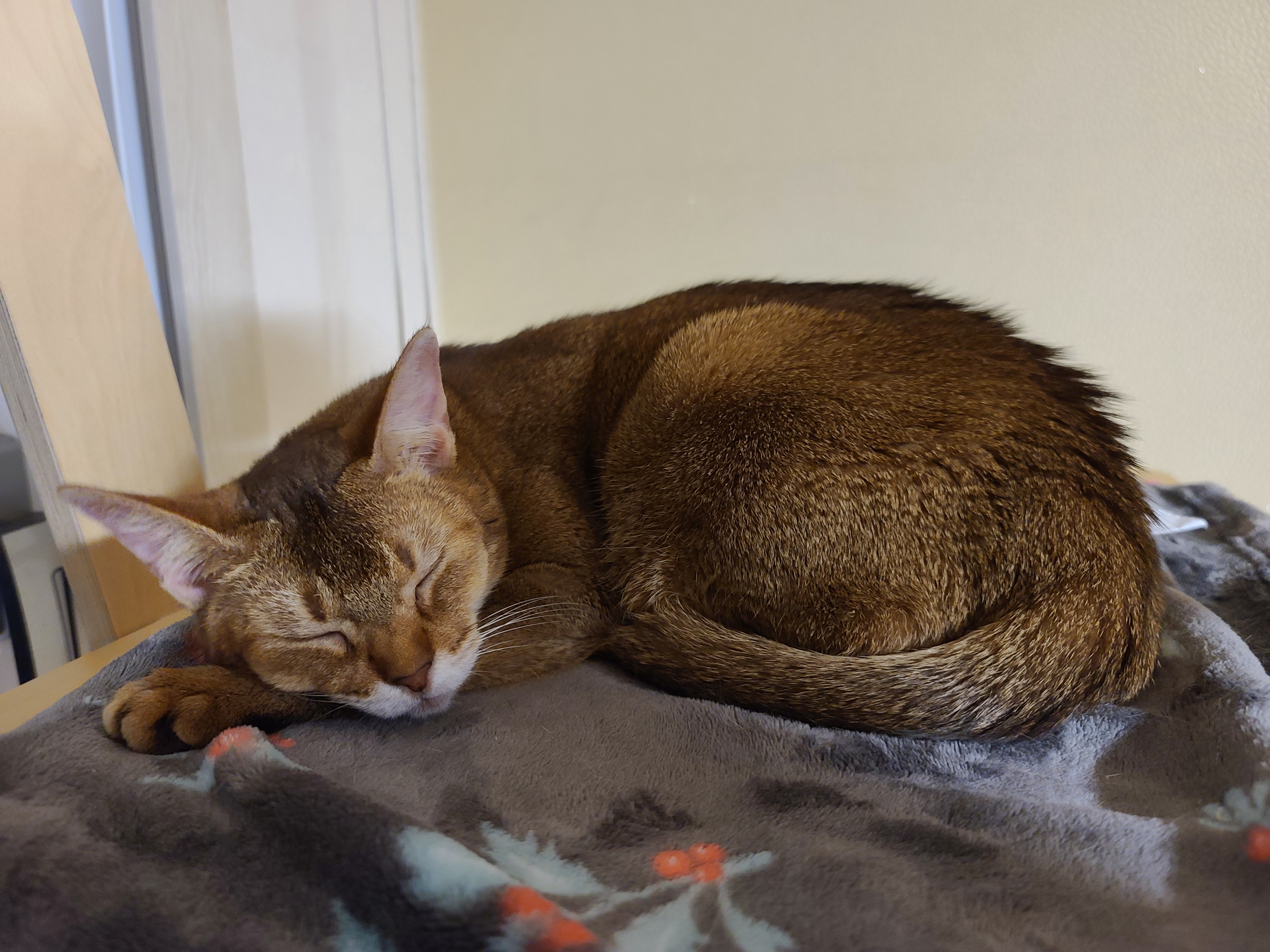 6일만에 엄마를 본 고양이들의 반응은?! 아홉고양이들의 반응.