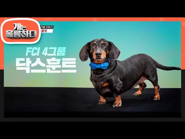 닥스훈트 순종 가격 성격 분양가격 장단점_4