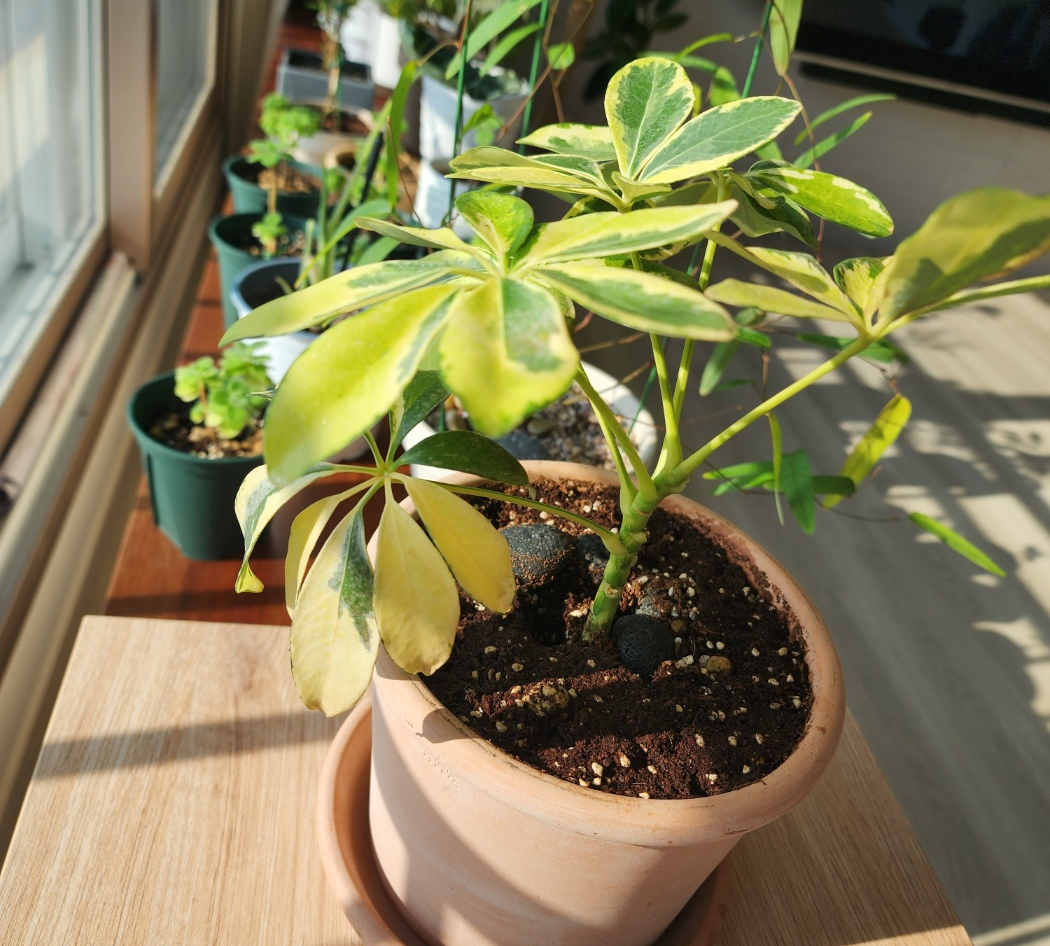 잎이 얼어서 한쪽 기둥이 다 떨어진 칼라홍콩