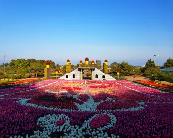 태안 튤립축제_5
