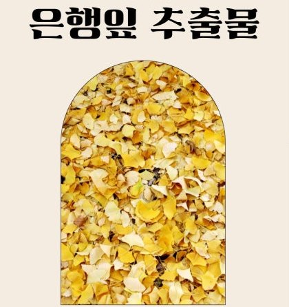 은행잎 추출물 효능 활용법