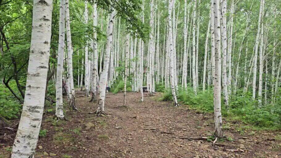 영양 자작나무숲