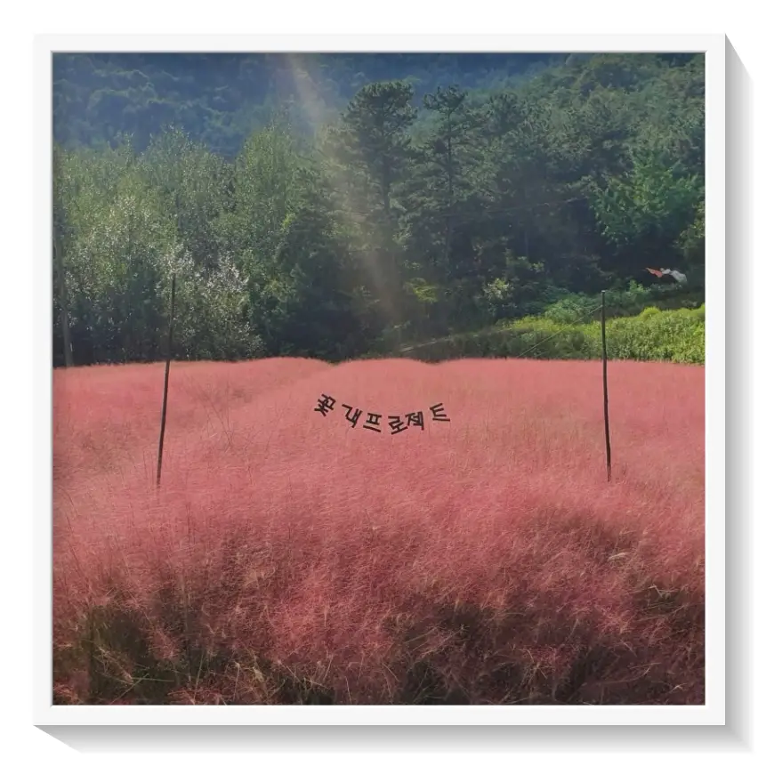 고창핑크뮬리축제