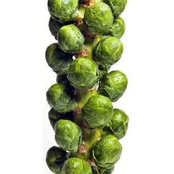 브뤼셀스프라우트 재배 육묘 포인트 추대 방지 수확 팁_12