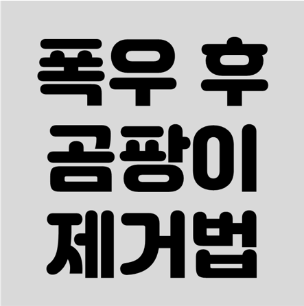 폭우 후 곰팡이 제거법, 집주인이 꼭 알아야 할 응급처치부터 예방법까지 총정리