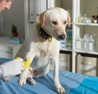 강아지 다리 절뚝? 보호자가 꼭 알아야 할 5가지 이유와 대처법