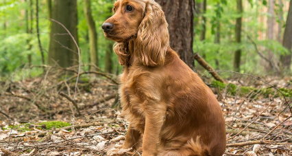 잉글리쉬 코커 스파니엘