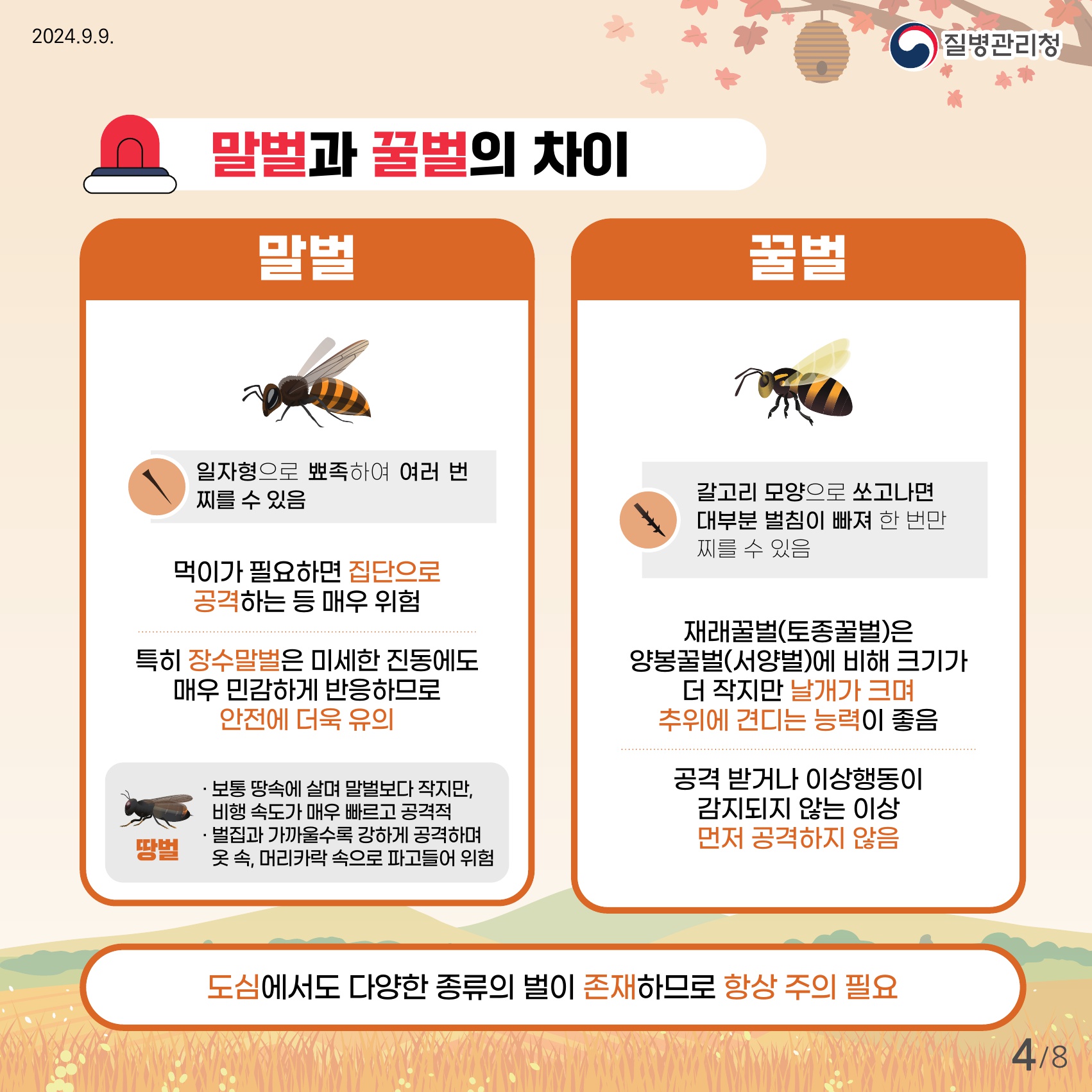 벌 쏘임 예방 및 응급처치 총정리 (말벌, 꿀벌, 아나필락시스)