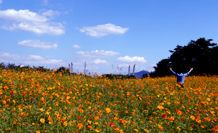 드림파크 국화축제