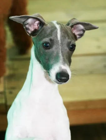 전 세계에서 가장 비싼 강아지 TOP20 몸값 높은 명품견 총정리 안내_6