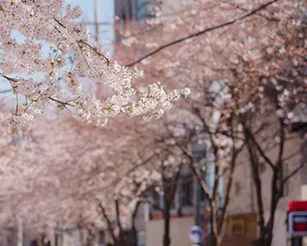 숨은 벚꽃 명소- 서울 양화로 6길