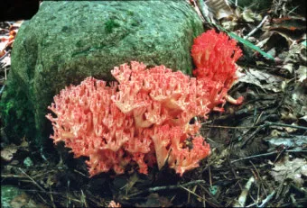 싸리버섯 채취시기종류 정보를 정리_27