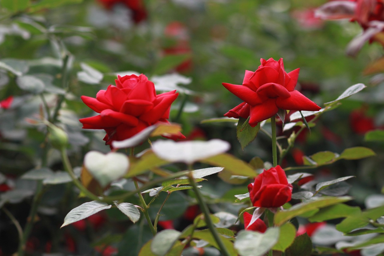 서울국제정원박람회