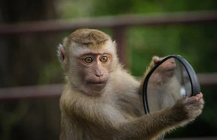 거울을-들고있는-원숭이