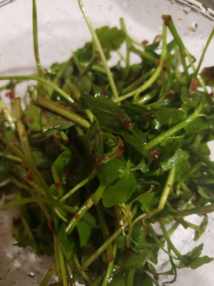 미나리 김치를 직접 담근 모습