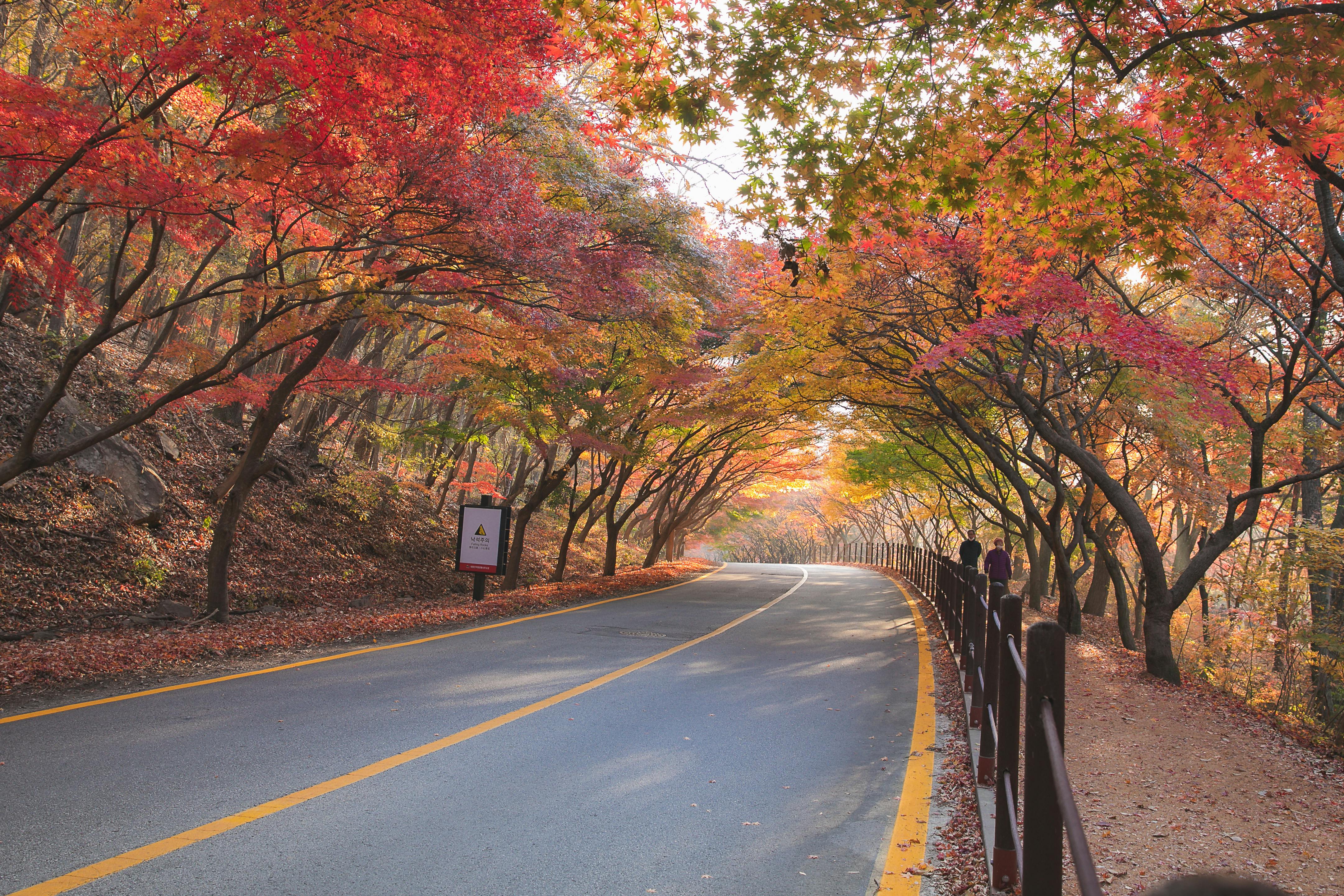 화담숲 예약